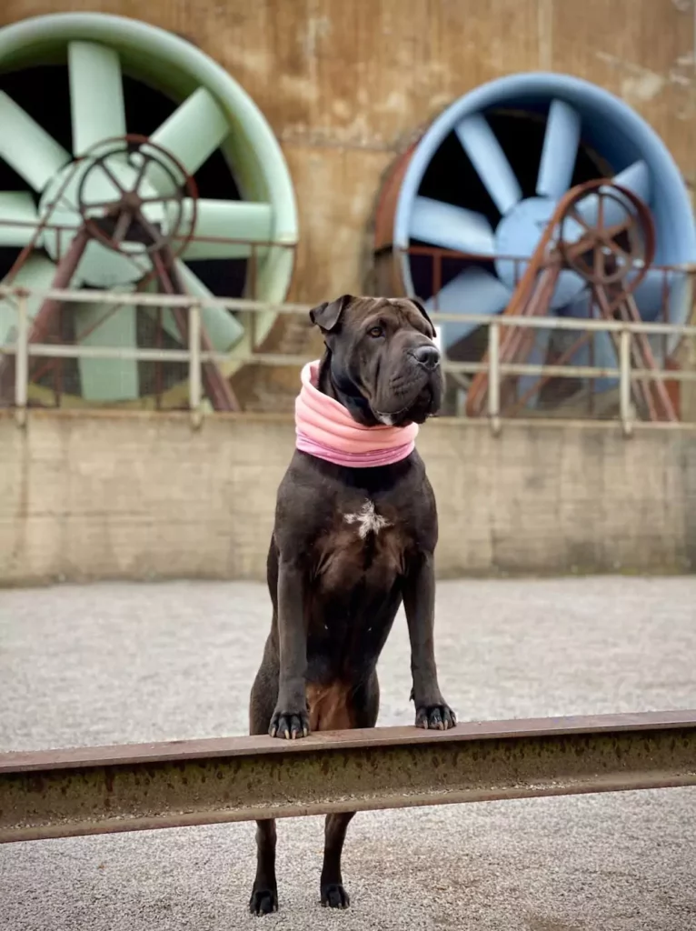 Kundenbilder - Paracord Fashion - Hundehalsband - Hundeleine - Paracordleine - Paracordhalsband