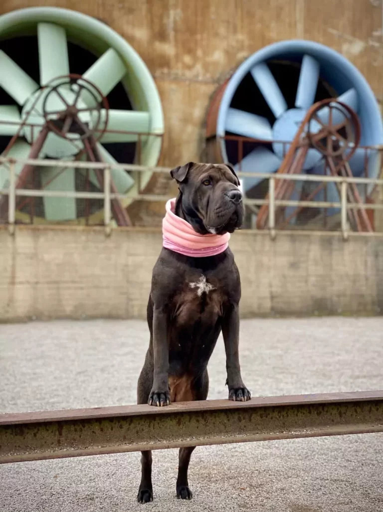 Kundenbilder - Paracord Fashion - Hundehalsband - Hundeleine - Paracordleine - Paracordhalsband