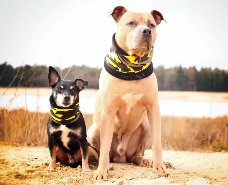 Kundenbilder - Paracord Fashion - Hundehalsband - Hundeleine - Paracordleine - Paracordhalsband