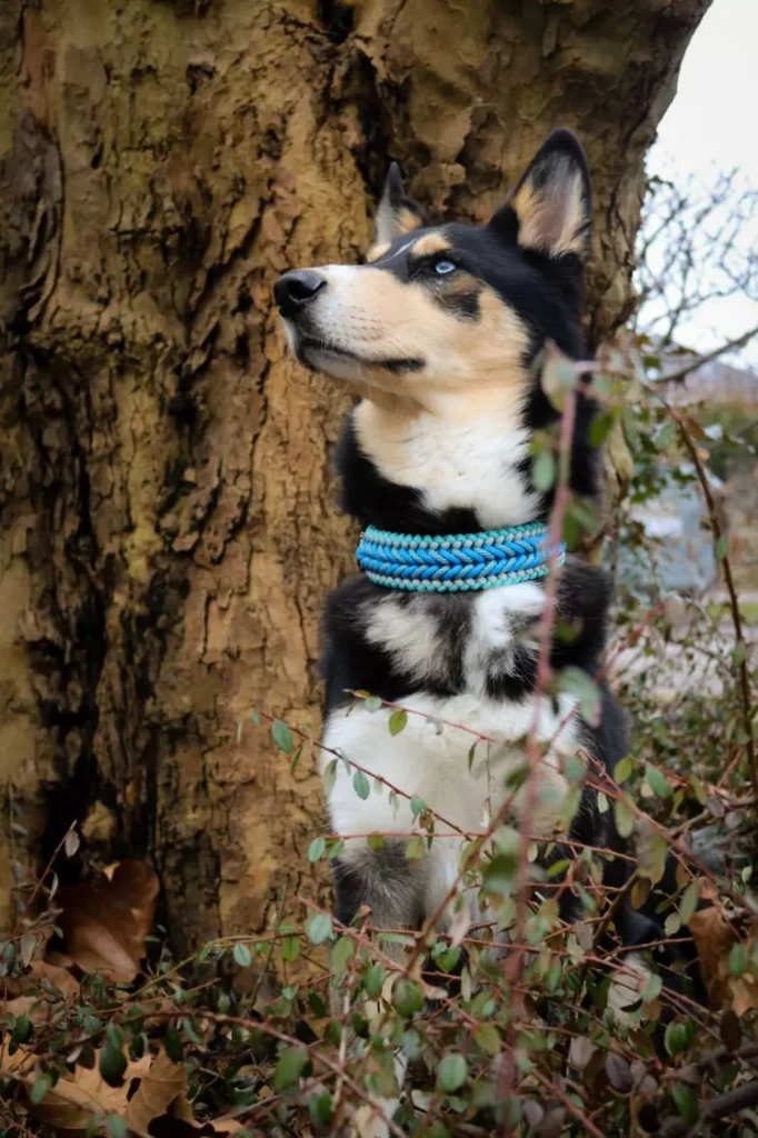 Kundenbilder - Paracord Fashion - Hundehalsband - Hundeleine - Paracordleine - Paracordhalsband