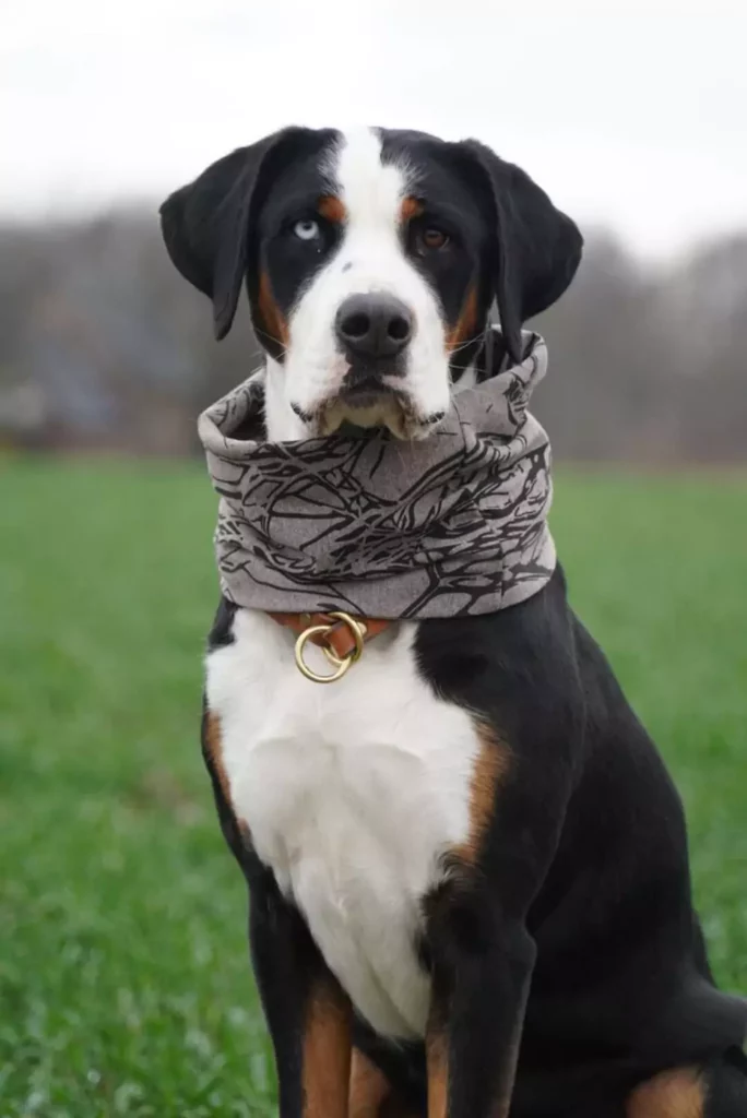 Kundenbilder - Paracord Fashion - Hundehalsband - Hundeleine - Paracordleine - Paracordhalsband