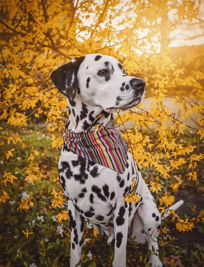 Kundenbilder - Paracord Fashion - Hundehalsband - Hundeleine - Paracordleine - Paracordhalsband