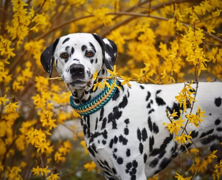 Kundenbilder - Paracord Fashion - Hundehalsband - Hundeleine - Paracordleine - Paracordhalsband