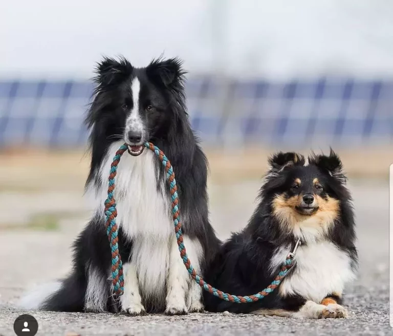 Kundenbilder - Paracord Fashion - Hundehalsband - Hundeleine - Paracordleine - Paracordhalsband