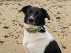 paracord halsband für hunde - kodys sommertraum - paracord fashion - hundemode
