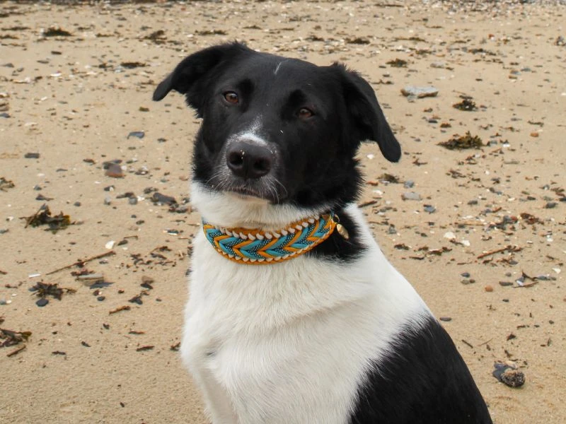 paracord halsband für hunde - kodys sommertraum - paracord fashion - hundemode