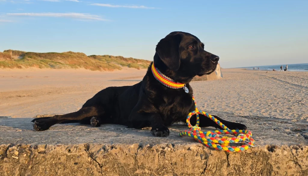 sommerhalsband - paracord fashion - paracordhalsband und leine